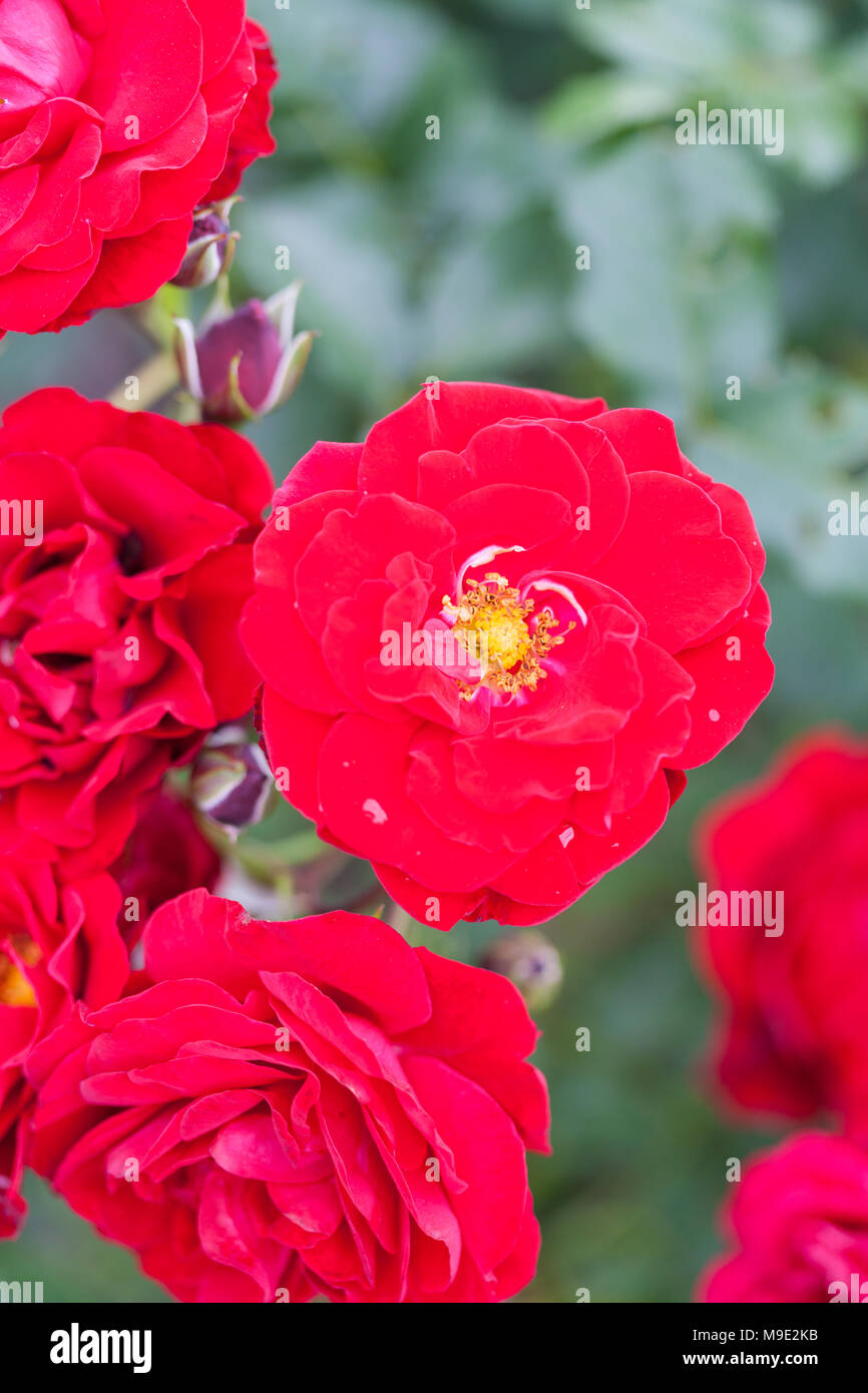 'Alain' Polyantha Rose, Polyantharos (Rosa) Stock Photo