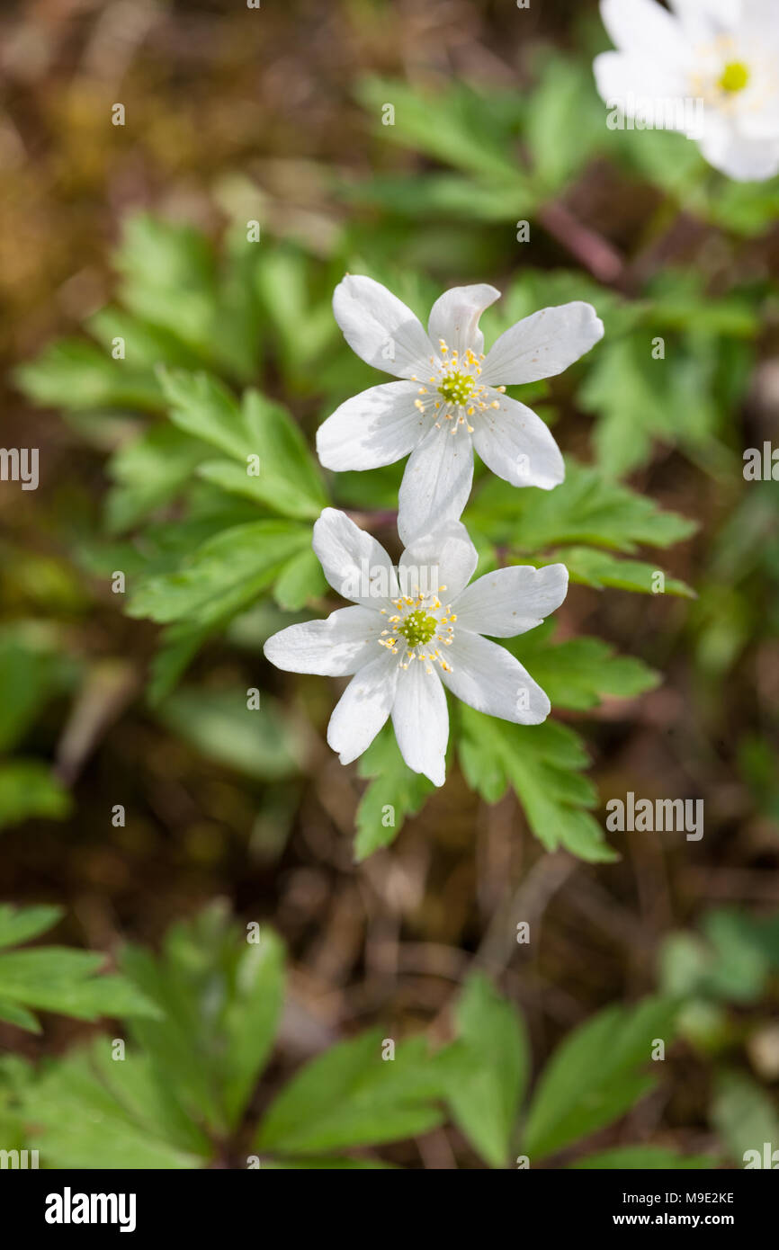 Wood anemone, Vitsippa (Anemone nemorosa Stock Photo Alamy