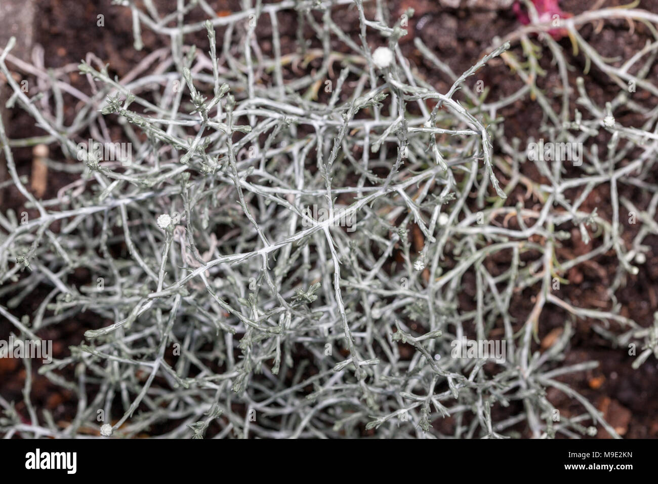 Cushion bush, Silvergirland (Leucophyta brownii) Stock Photo