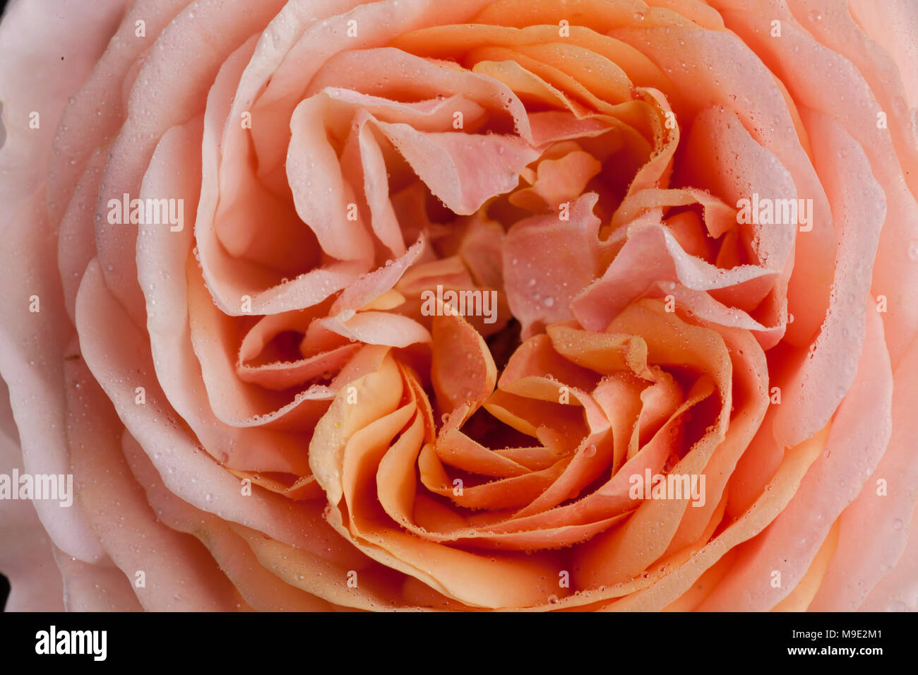 'Charles Austin, Ausfather' English Rose, Engelsk ros (Rosa) Stock Photo