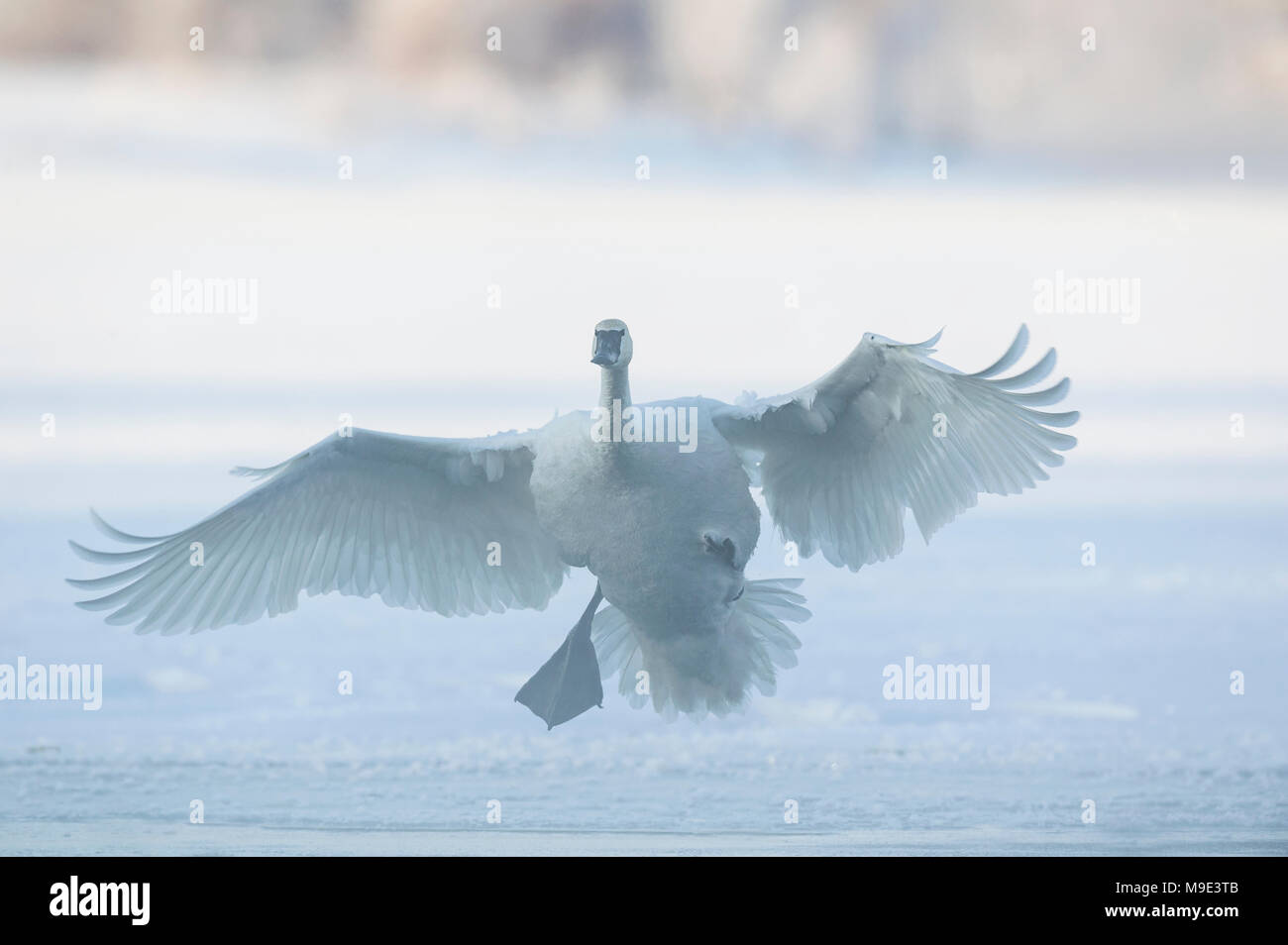 Trumpeter swans (Cygnus buccinator) landing on St. Croix River, Hudson, WI, USA, mid January, by Dominique Braud/Dembinsky Photo Assoc Stock Photo