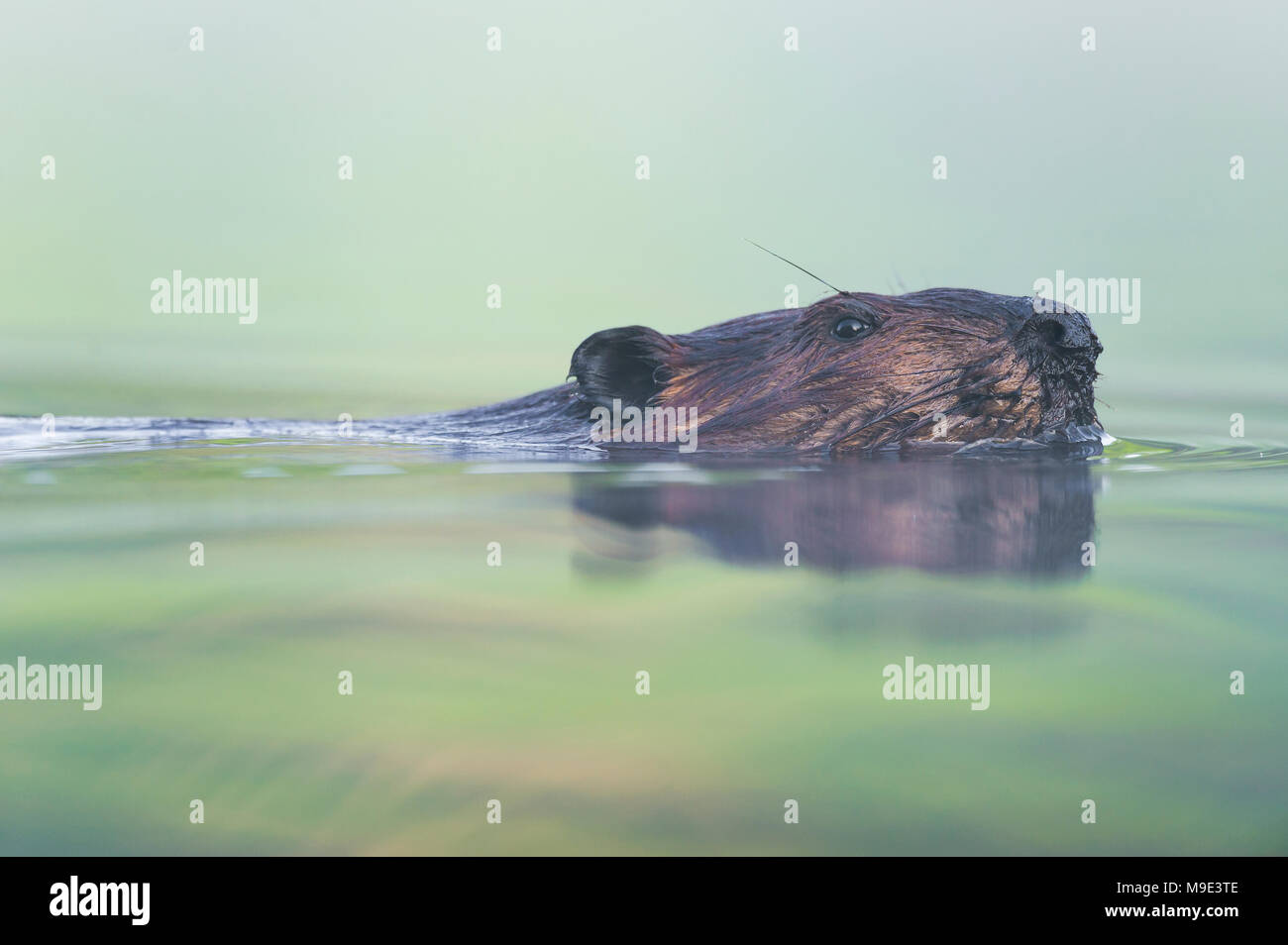 Beaver (Castor canadensis), MN, USA, by Dominique Braud/Dembinsk Photo Assoc Stock Photo