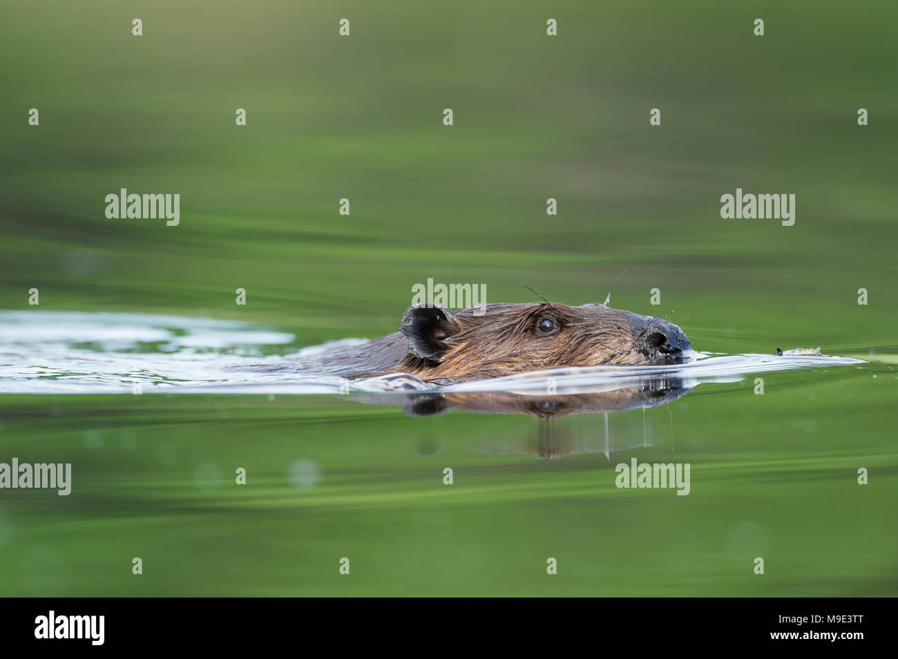 Flat tail hires stock photography and images Alamy