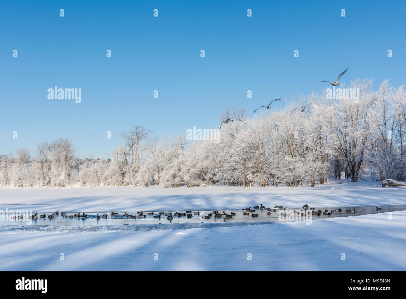 Mixed flock of Mallard ducks, Trumpeter swans and Canada geese, St. Croix river, WI, USA, Late February, by Dominique Braud/Dembinsky Photo Assoc Stock Photo