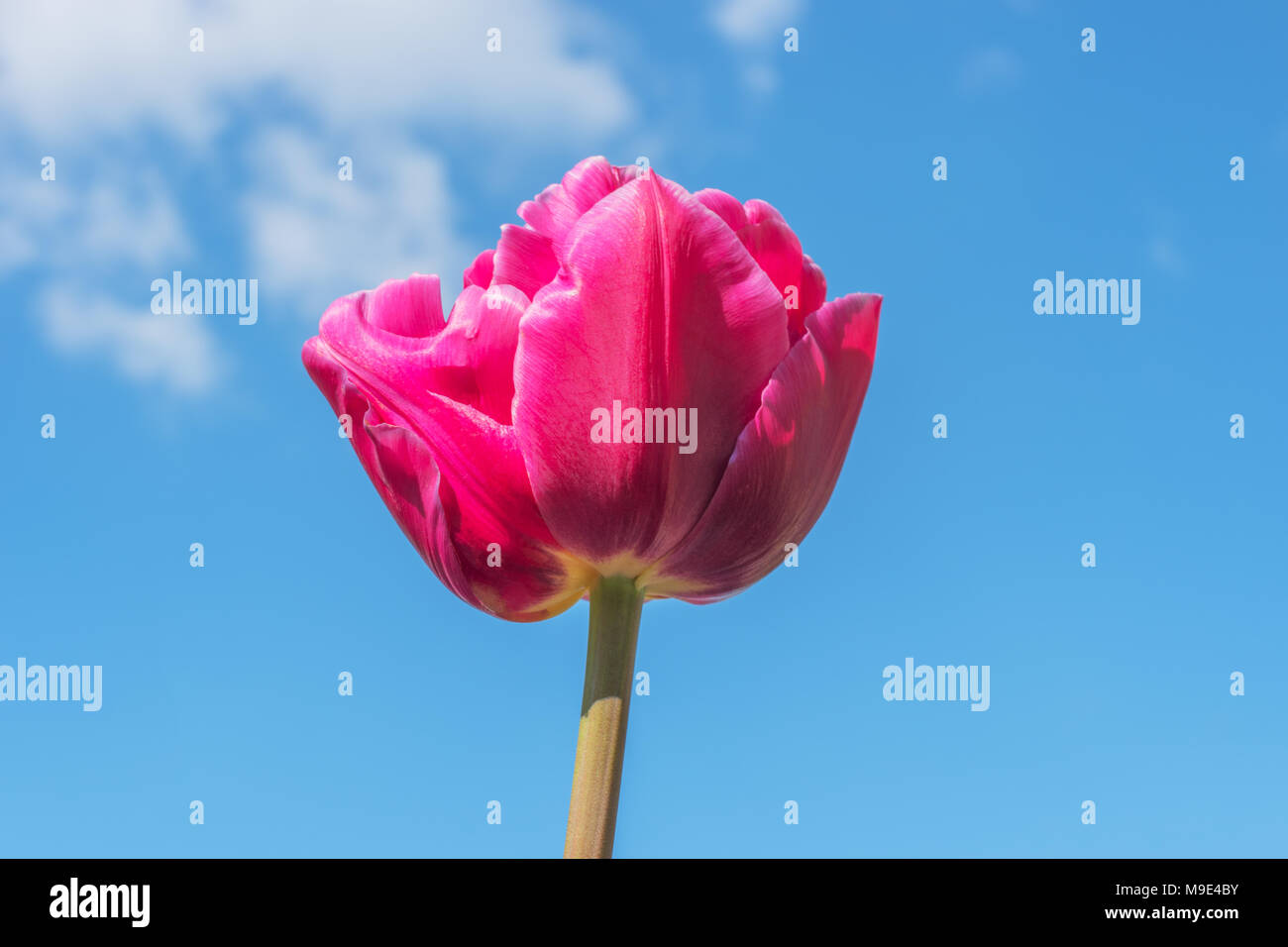 Blooming pink tulip flower close up on blue sky background, Keukenhof garden, Lisse, South Holland, Netherlands, Europe. Spring outdoor scenery. Flowe Stock Photo
