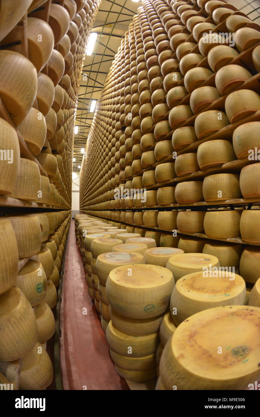 Cheese maker showing cheese wheel at the cheese storage Stock Photo - Alamy