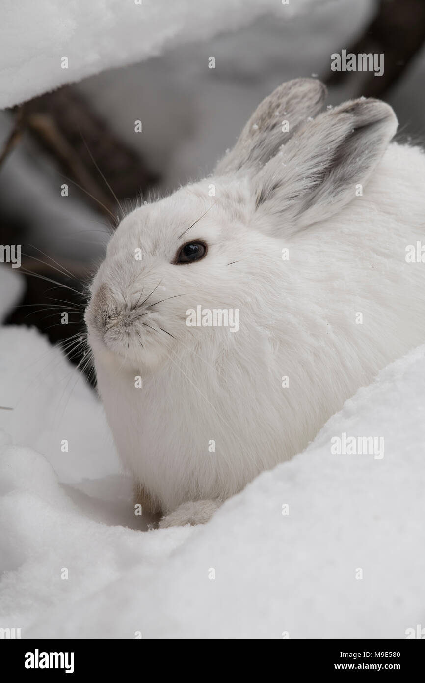 Snowshoe hare in winter Stock Photo Alamy