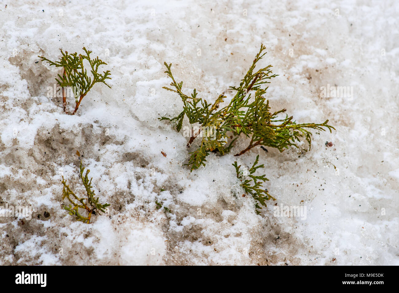 Few green twigs of a small thuja tree stick out a large pile of a dirty melting snow. Early spring season Stock Photo