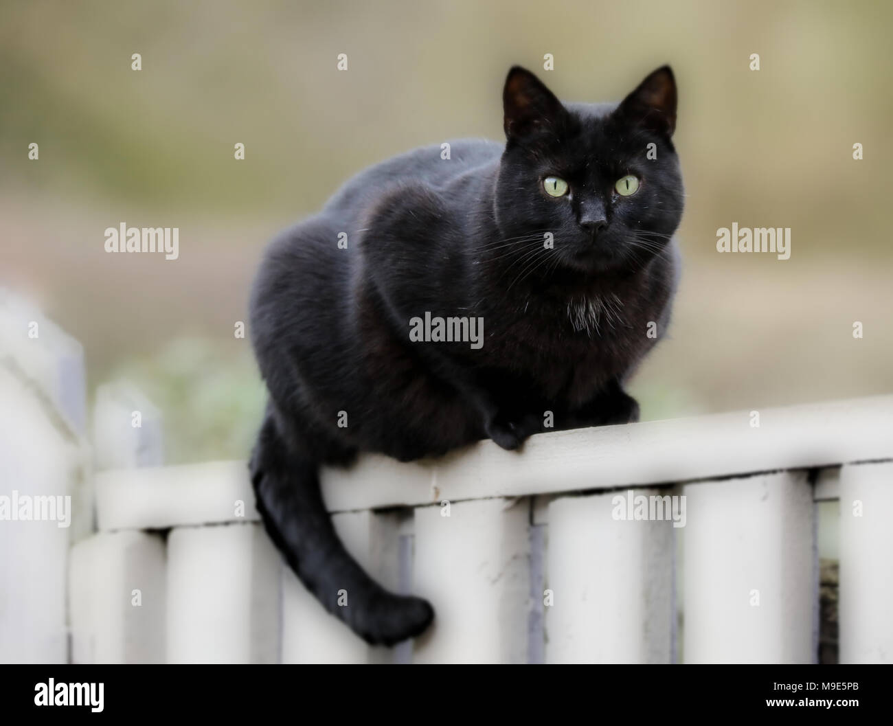 A black cat is sat on a white fence staring intently at the camera ...