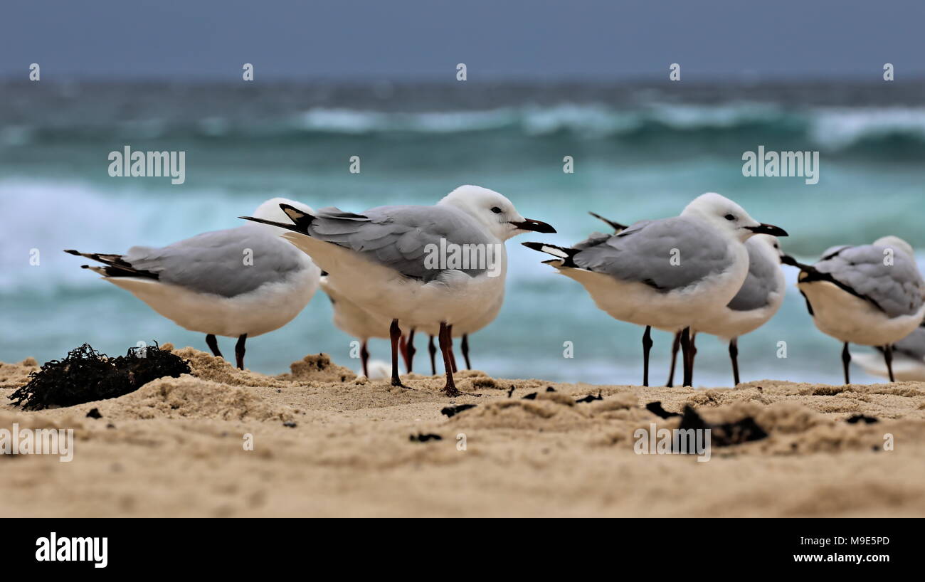 Bondi beach wildlife hi-res stock photography and images - Alamy
