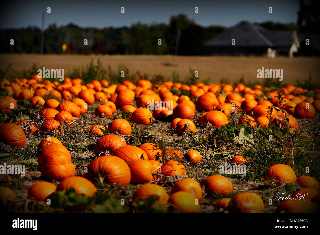 Field of Pumpkins Stock Photo - Alamy