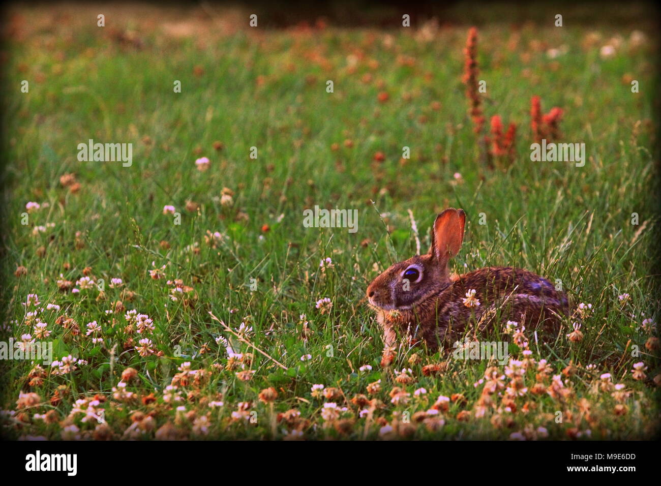 Wild brown rabbit hop hi-res stock photography and images - Alamy