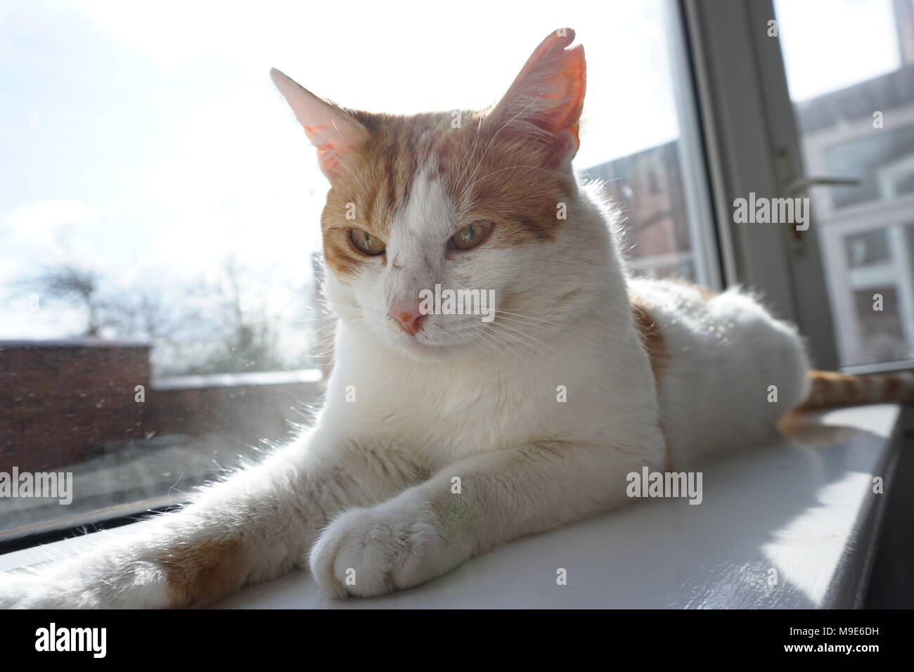 White & Ginger Cat is Enjoying The Sunlight Stock Photo