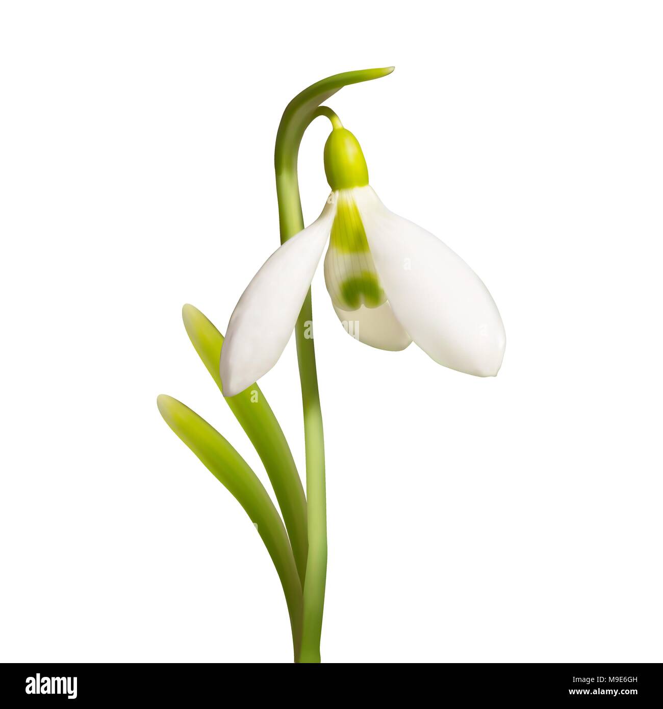 vector beautiful realistic snowdrop flower isolated on white background. Flowering primrose galanthus. Element for design Stock Vector