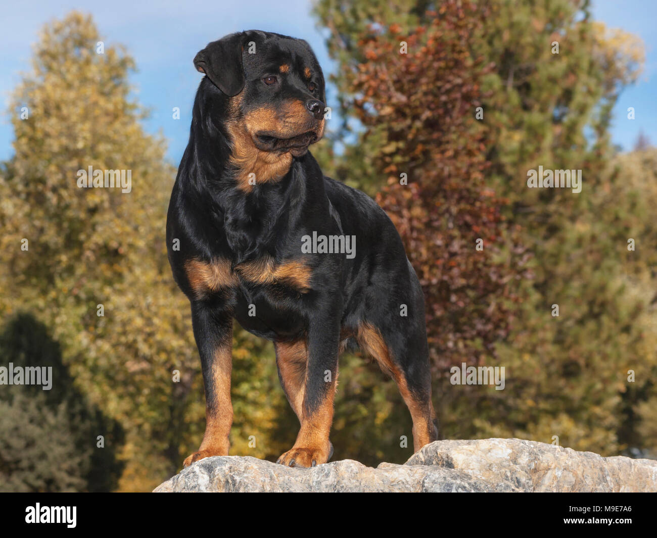 stunning female rottweiler posed on a marble boulder Stock Photo