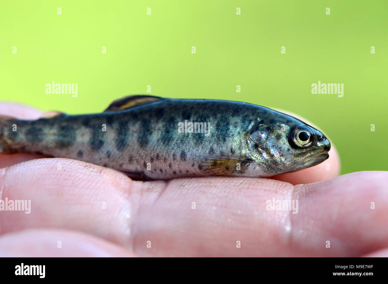 Young Rainbow Trout Stock Photo Alamy