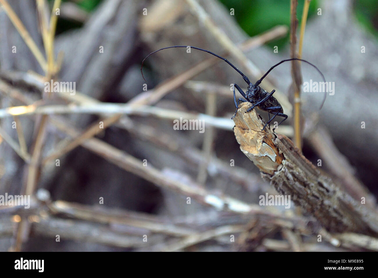Whitespotted sawyer beetle Stock Photo Alamy