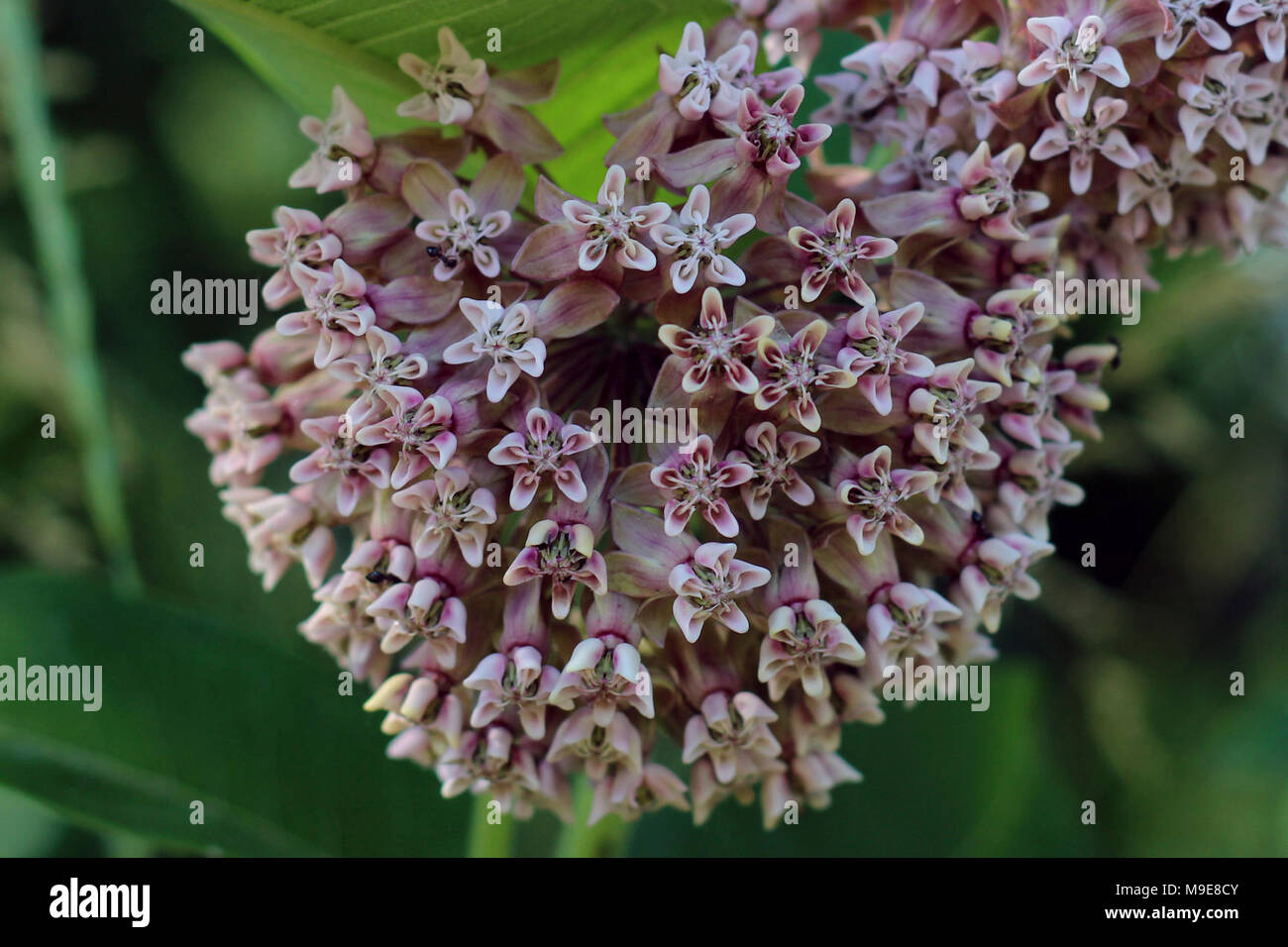 Ants Help Pollinate Common Milkweed Stock Photo Alamy