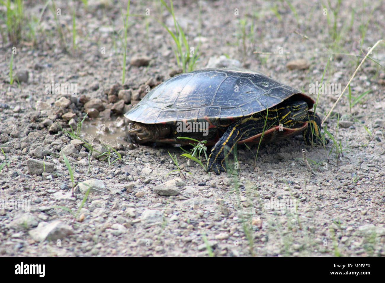 Painted Turtle Laying Eggs Stock Photo Alamy