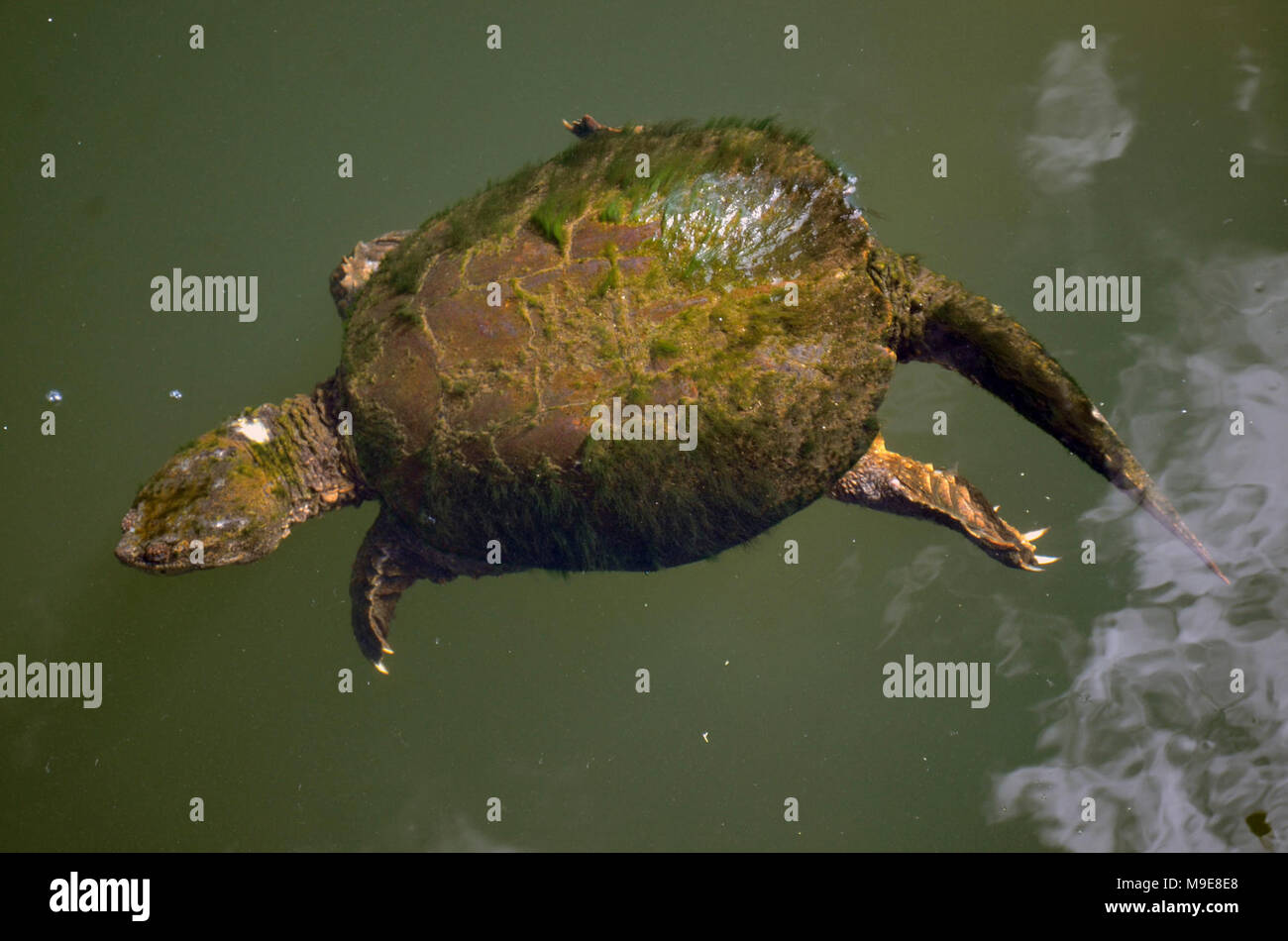 Snapping Turtle Swimming Stock Photo - Alamy
