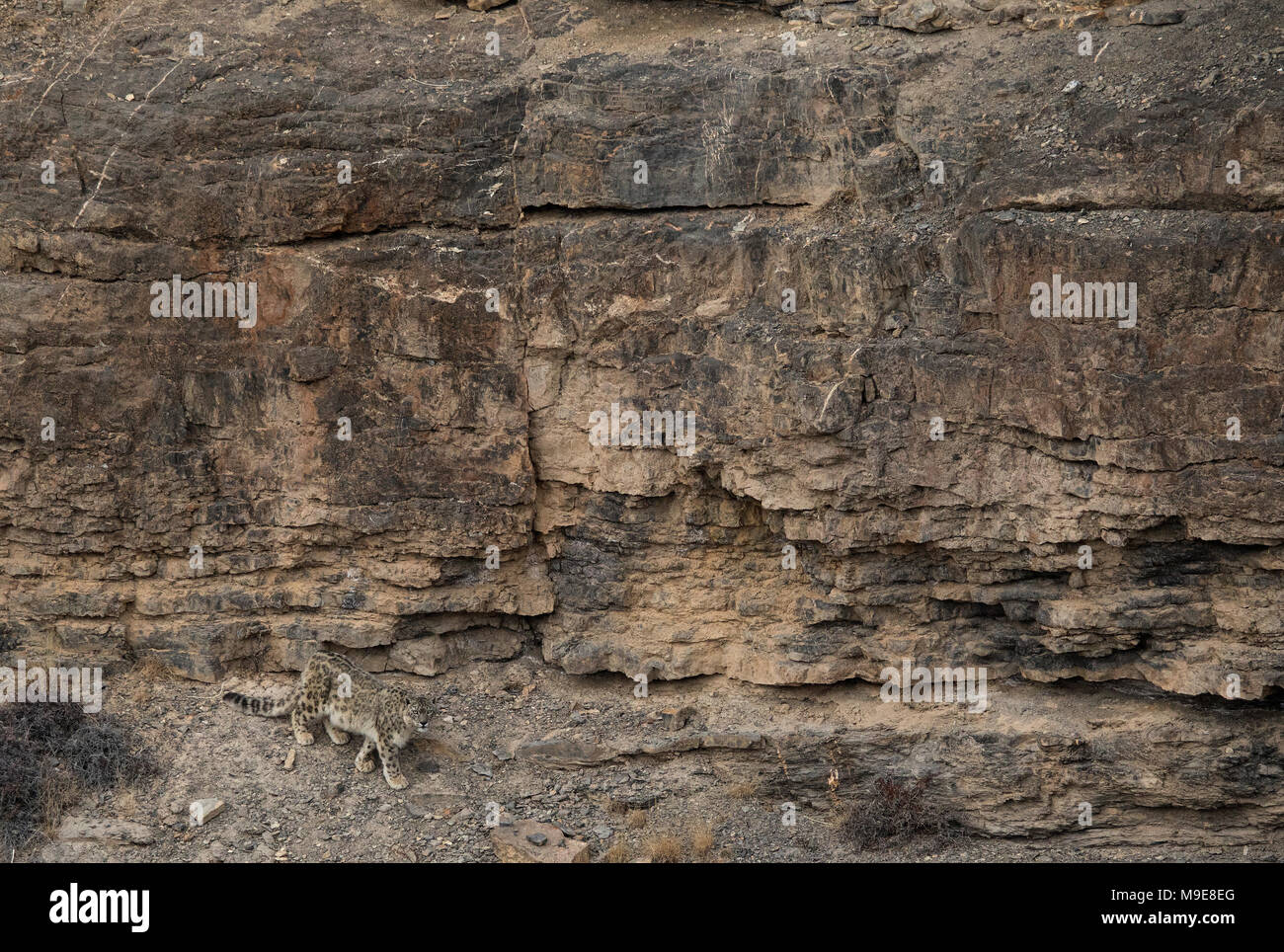 Wild Snow Leopard walking on rocks of Himalayas Stock Photo