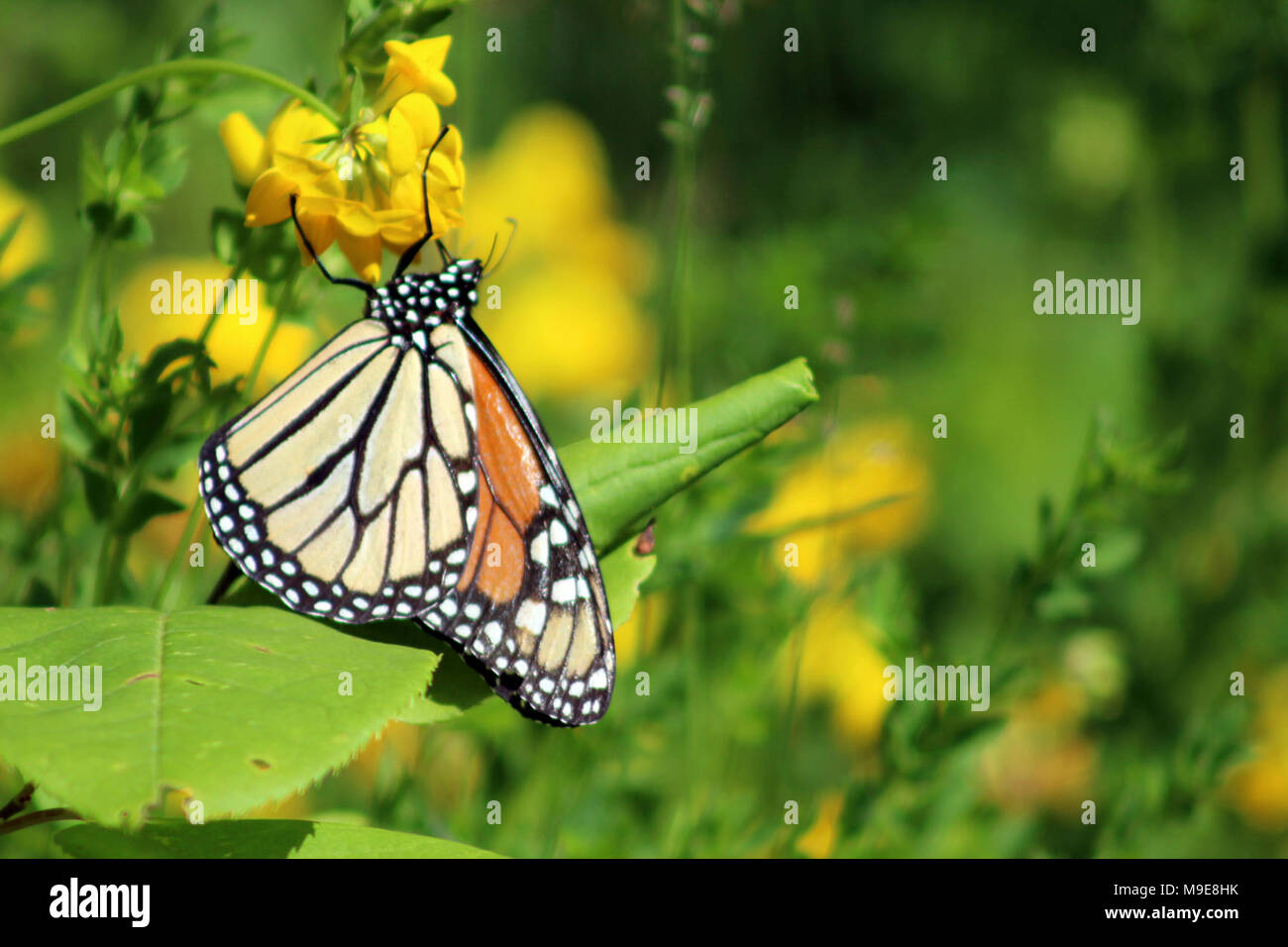 Monarch Butterfly Drinking Nectar From Invasive Plant Stock Photo Alamy