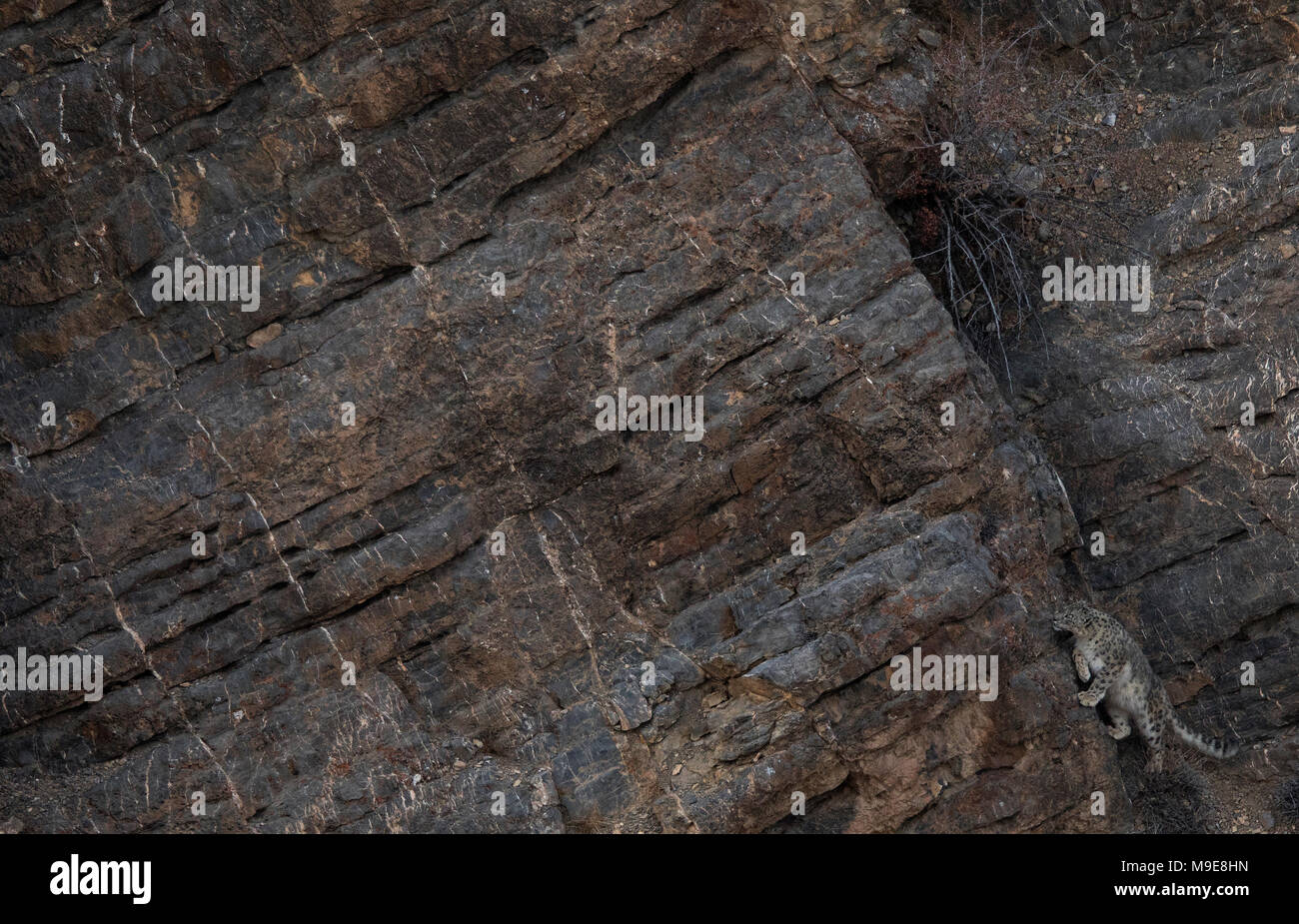 Wild Snow Leopard Walking On Rocks Of Himalayas Stock Photo Alamy
