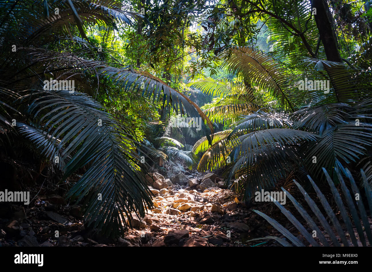 Dense foliage in jungle scene hi-res stock photography and images - Alamy