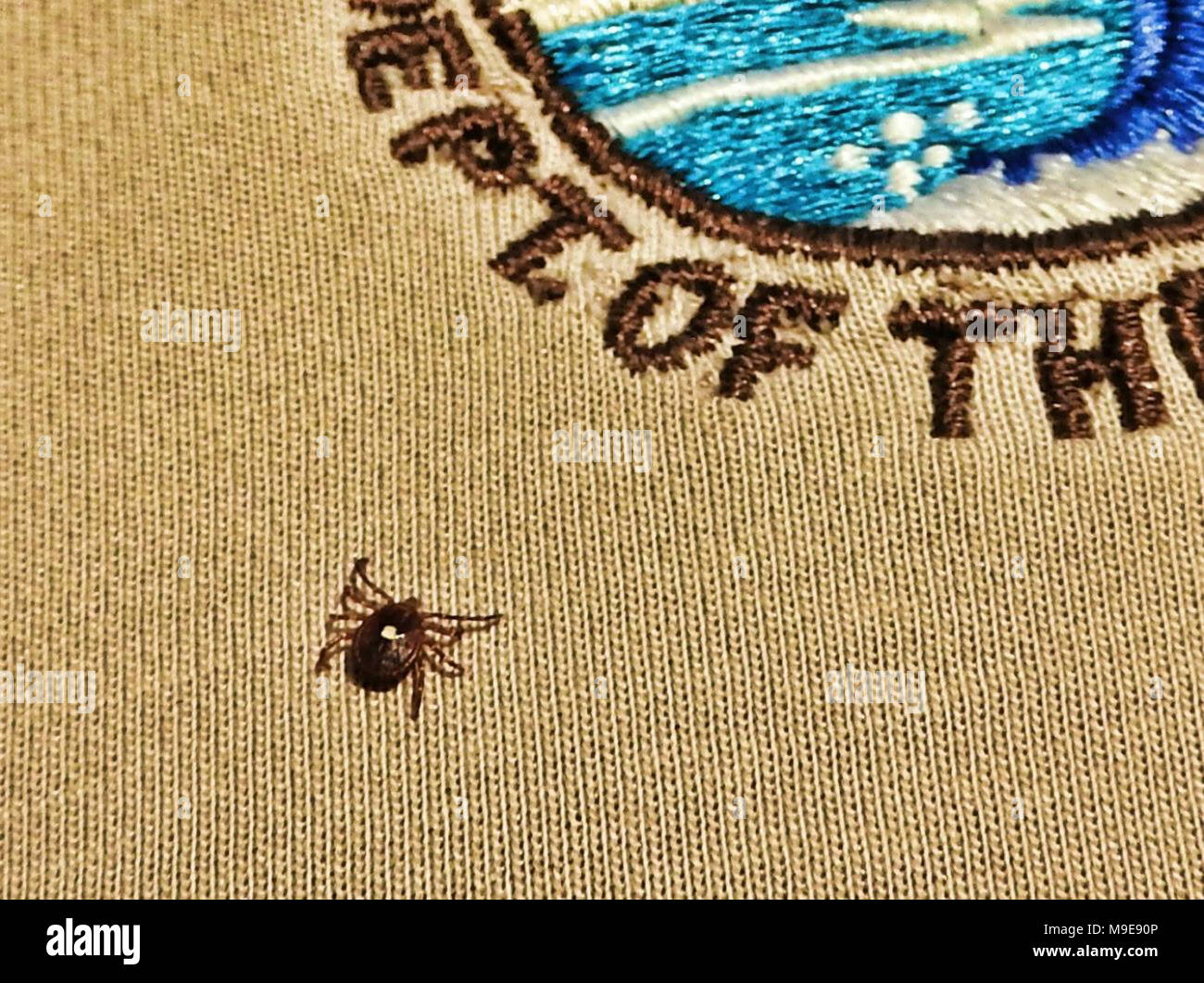 Lone Star Tick Stock Photo