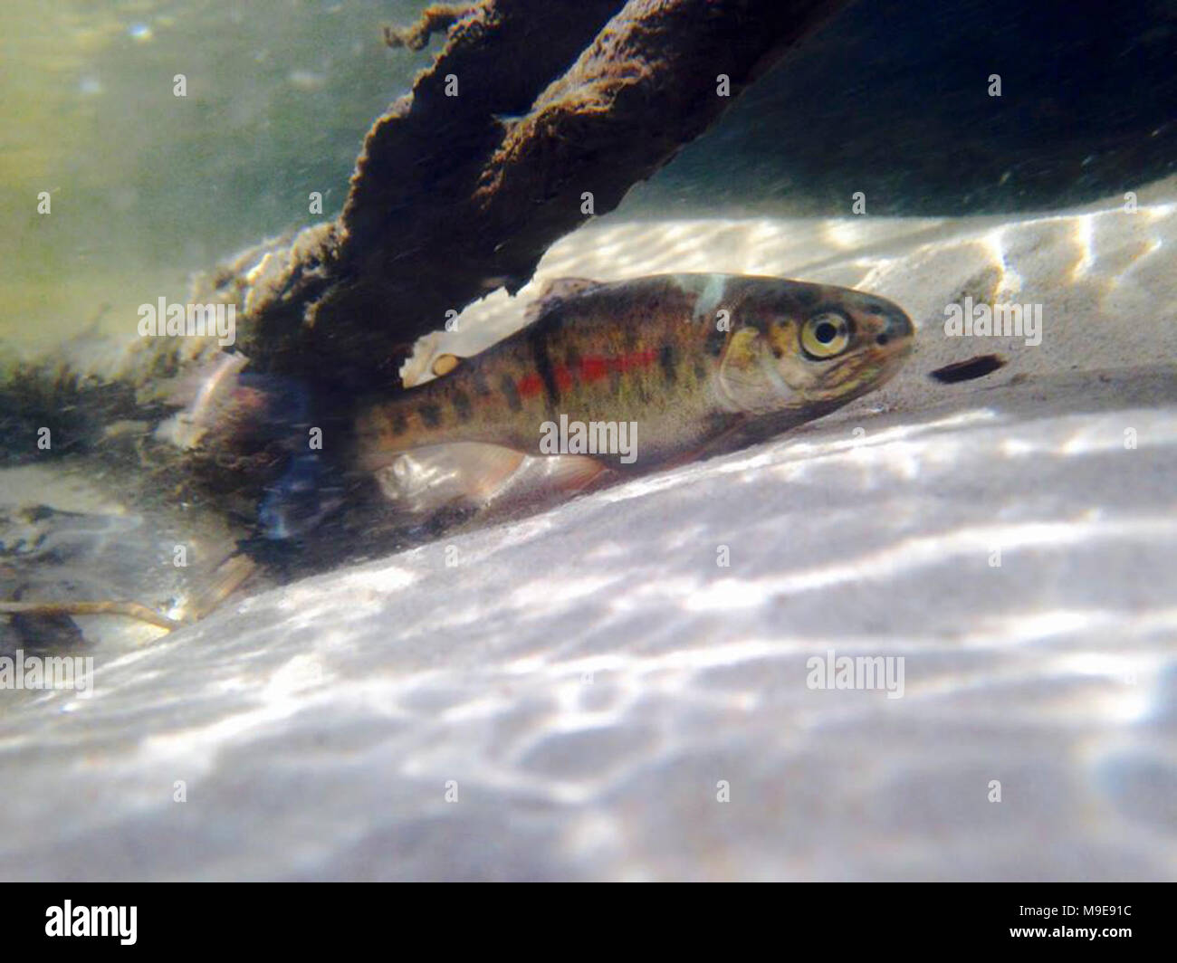 Young Rainbow Trout Stock Photo Alamy