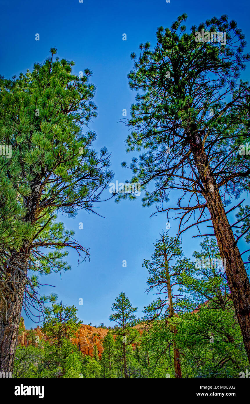 Tall green pine trees under bright blue sky and red cliffs Stock Photo ...