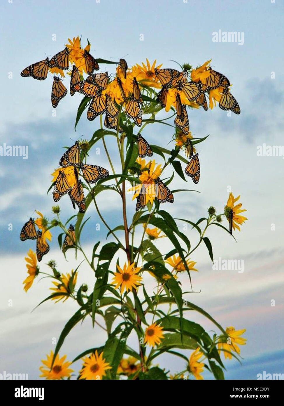 Monarch Butterflies in Iowa Stock Photo Alamy