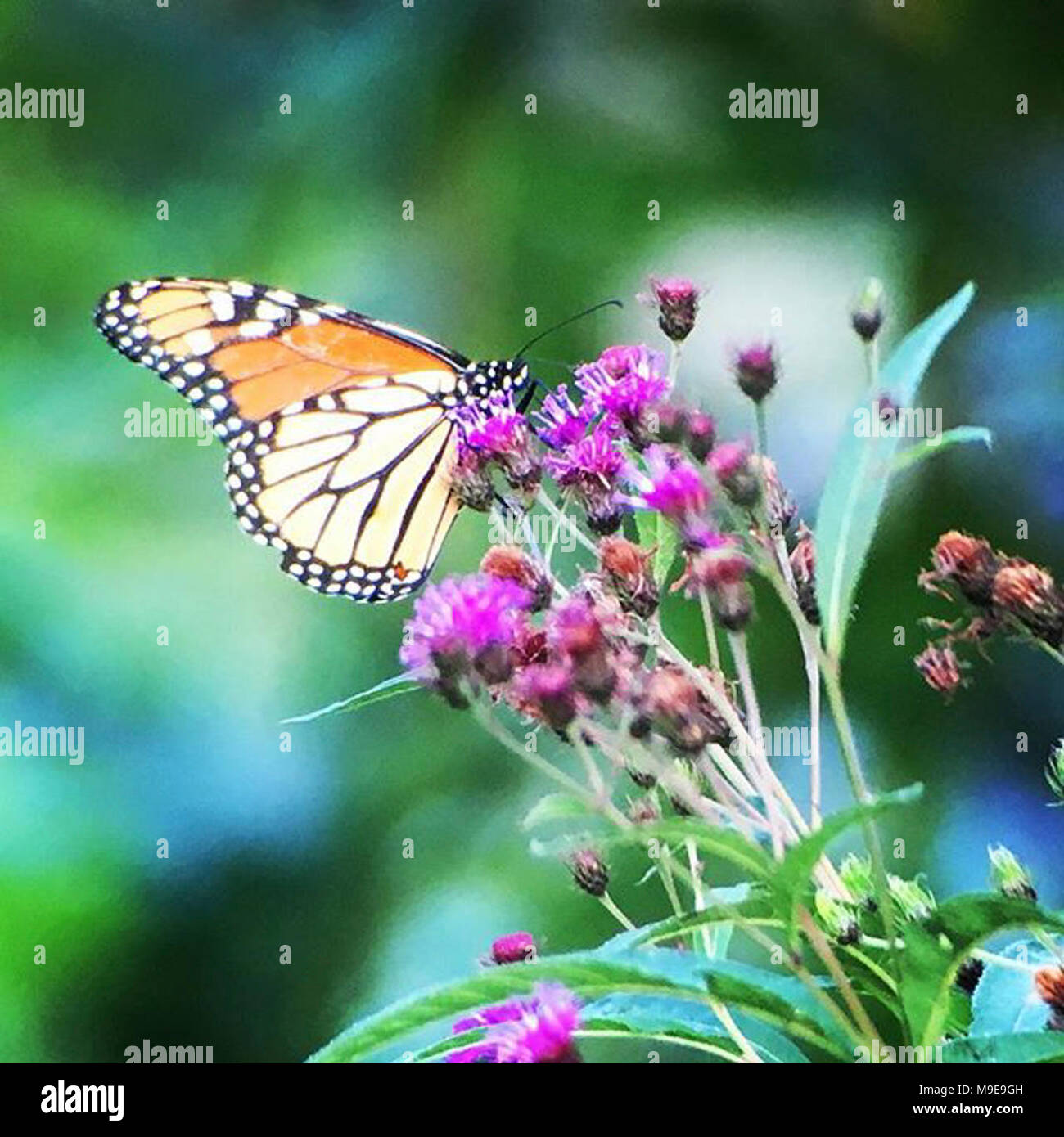Monarch Butterfly in Virginia Stock Photo Alamy
