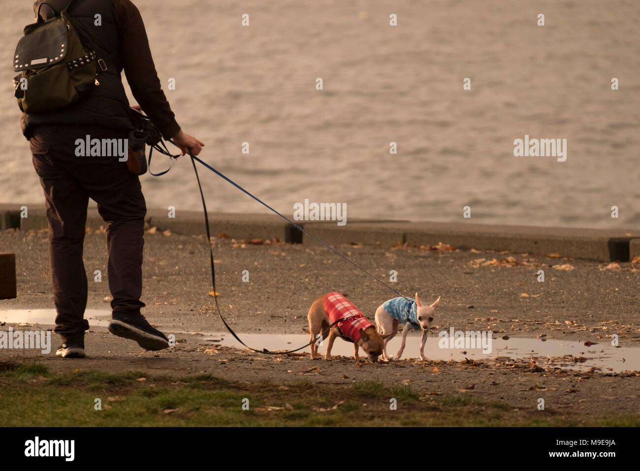 Two chihuahuas on a leash Stock Photo