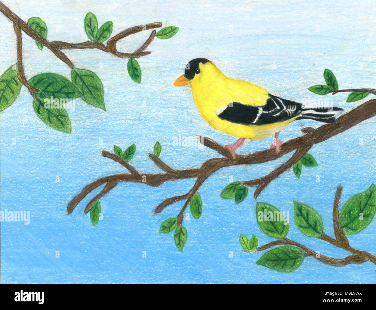 American goldfinch artwork Stock Photo