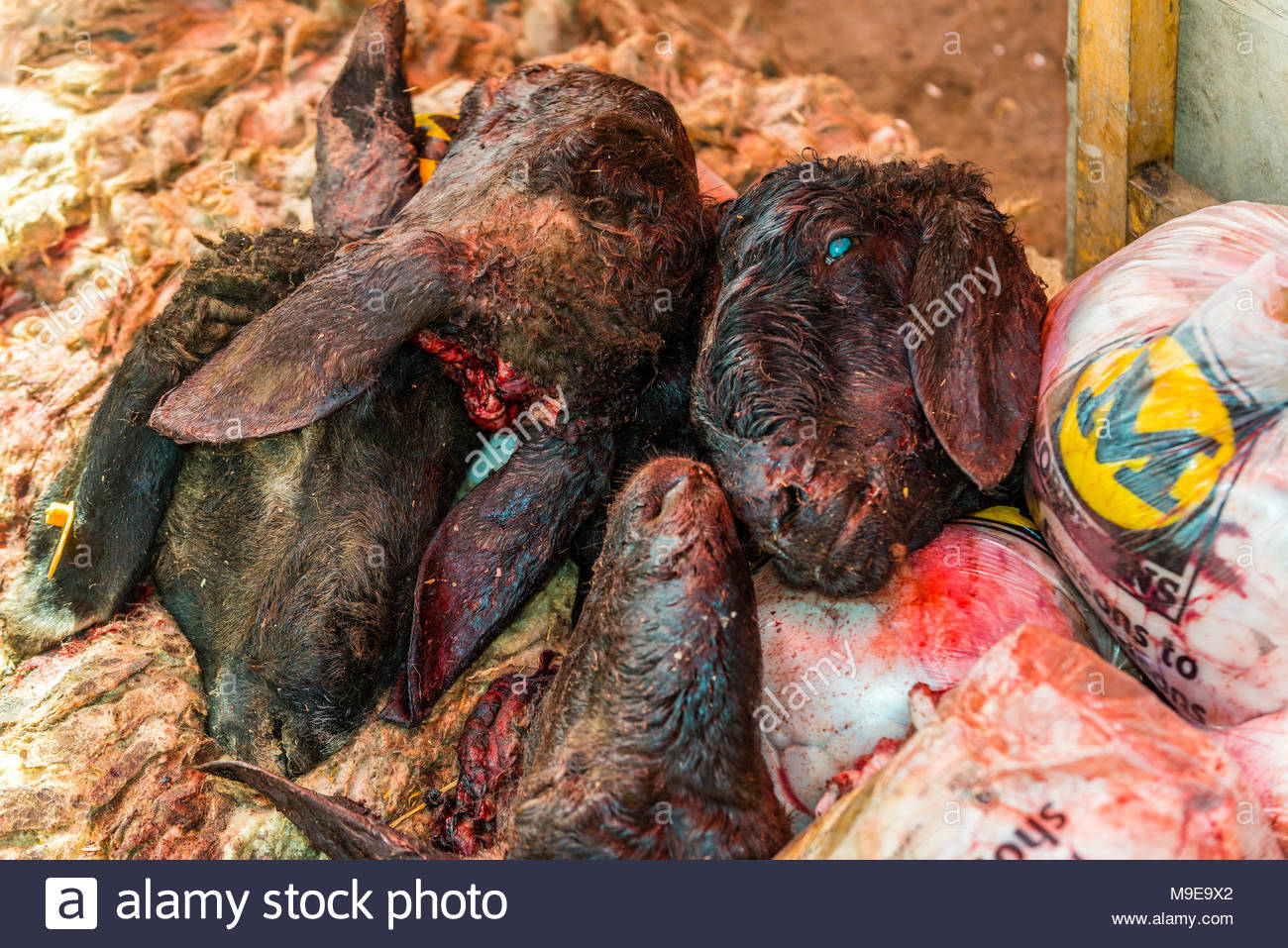 Slaughtered Goat Stock Photos & Slaughtered Goat Stock 
