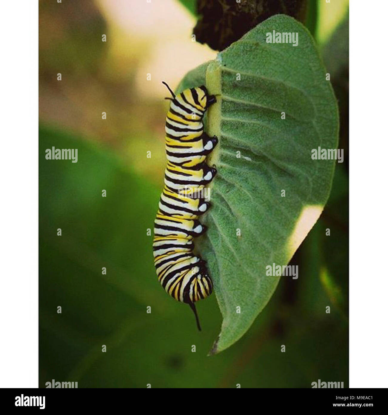 Monarch Caterpillar in Virginia Stock Photo Alamy