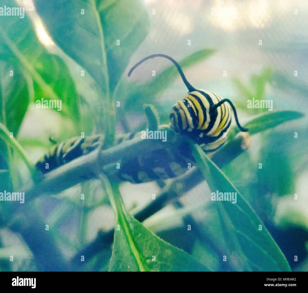 Monarch Caterpillar in California Stock Photo Alamy