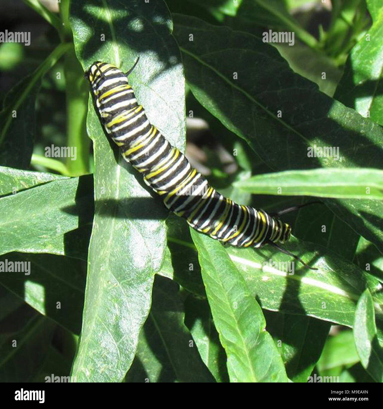 Monarch Caterpillar in California Stock Photo Alamy