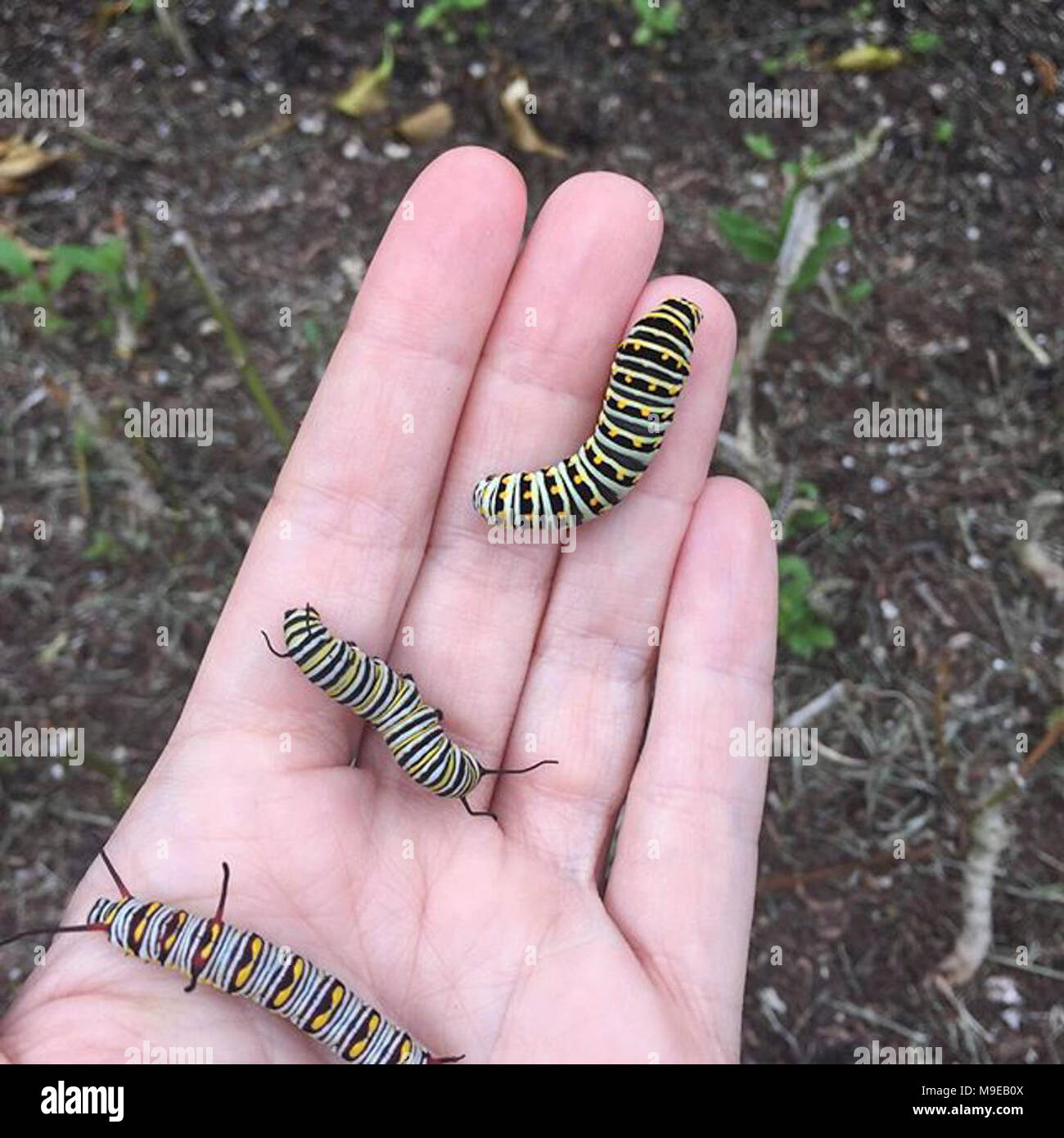 Swallowtail Caterpillar, Monarch Caterpillar & Queen Caterpillar in