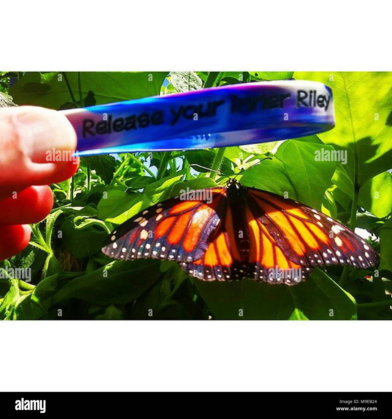 Monarch Butterfly in Oregon Stock Photo Alamy