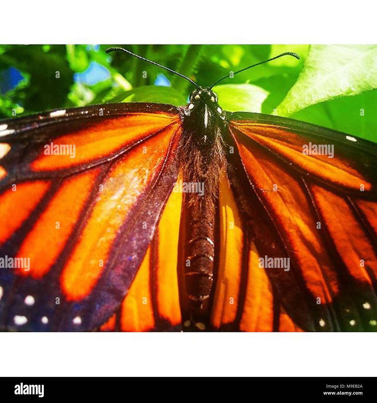 Monarch Butterfly in Oregon Stock Photo Alamy
