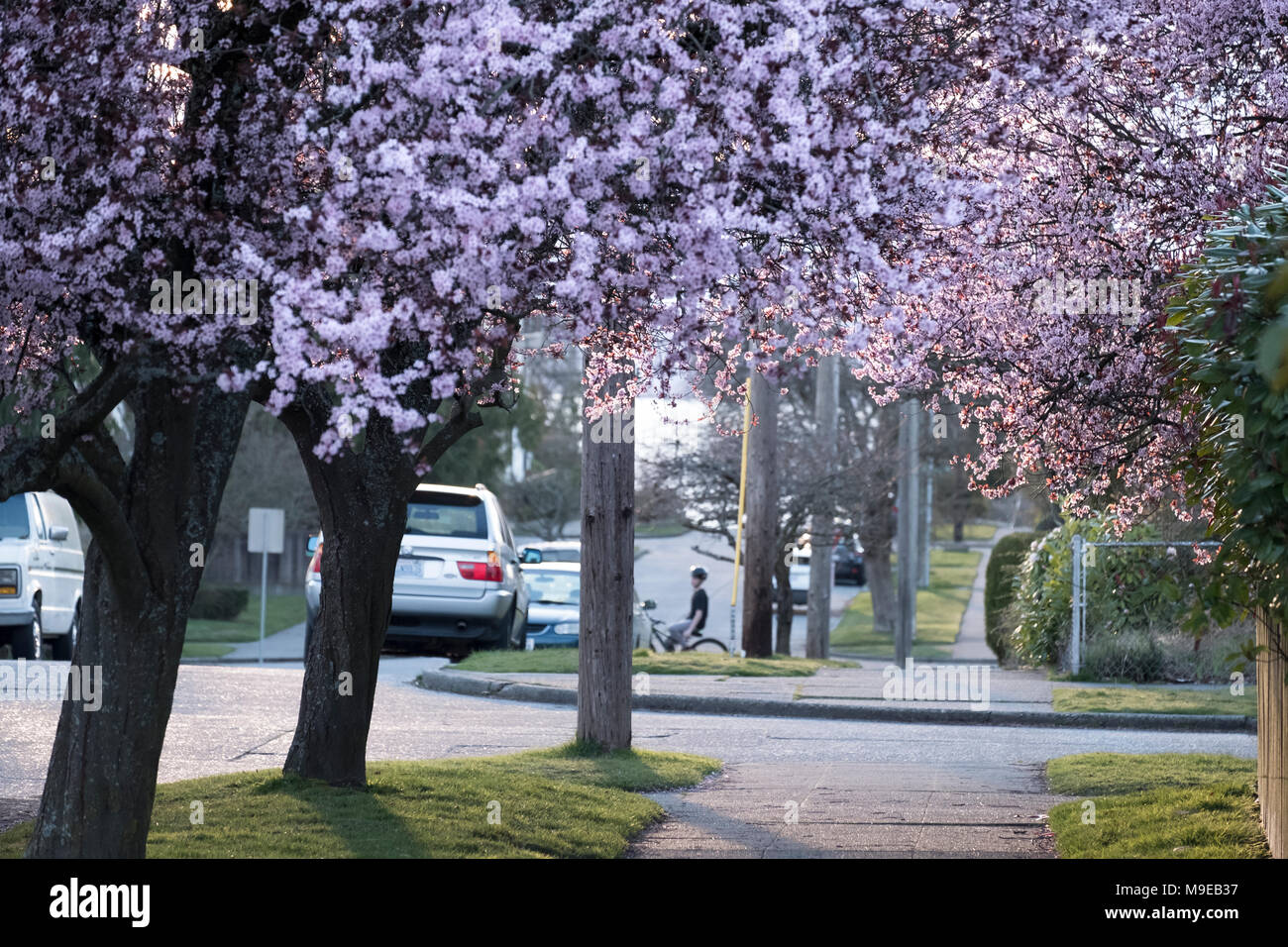 Springtime in West Seattle, Seattle, Washington, USA Stock Photo