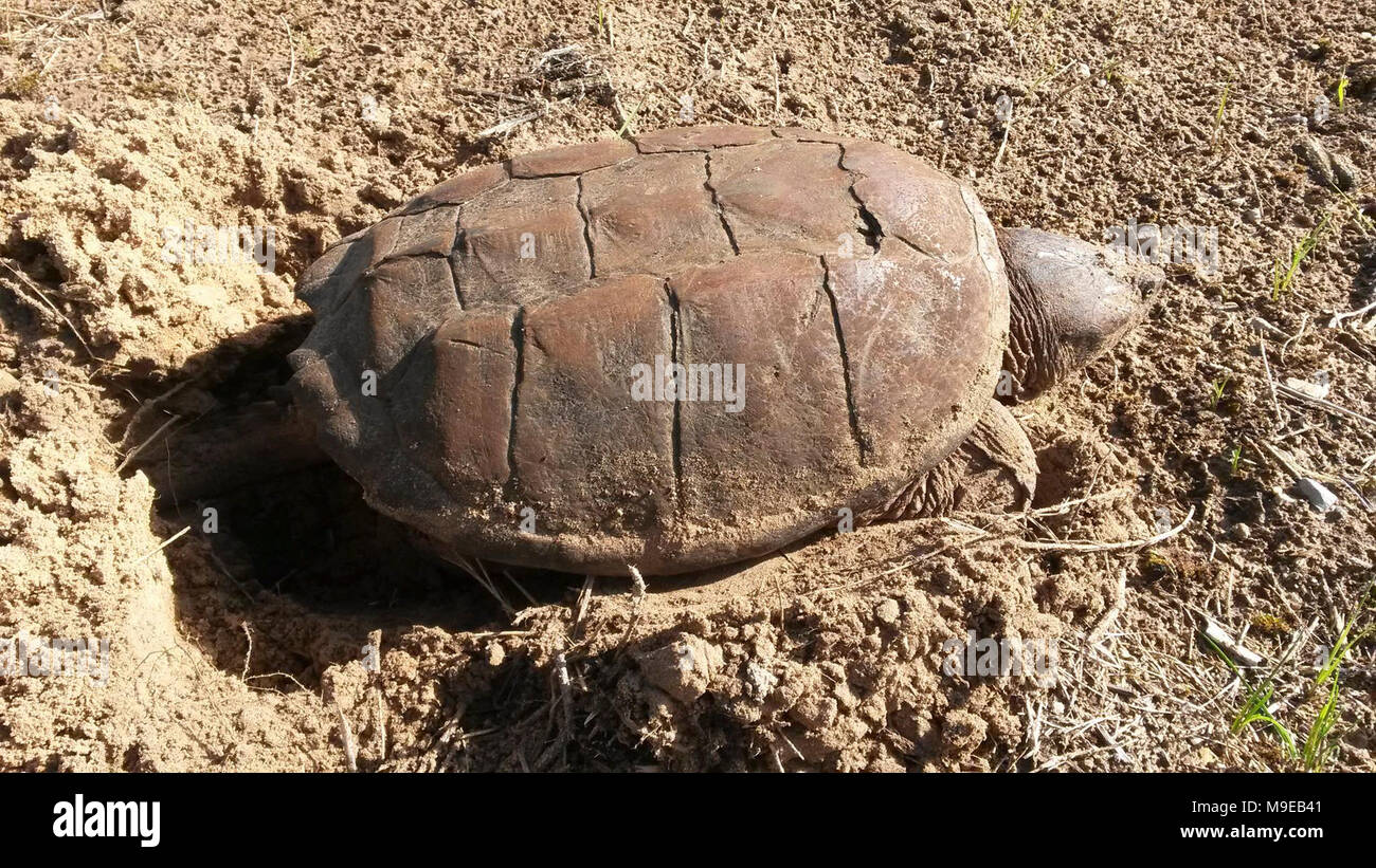 Snapping Turtle Laying Eggs Stock Photo