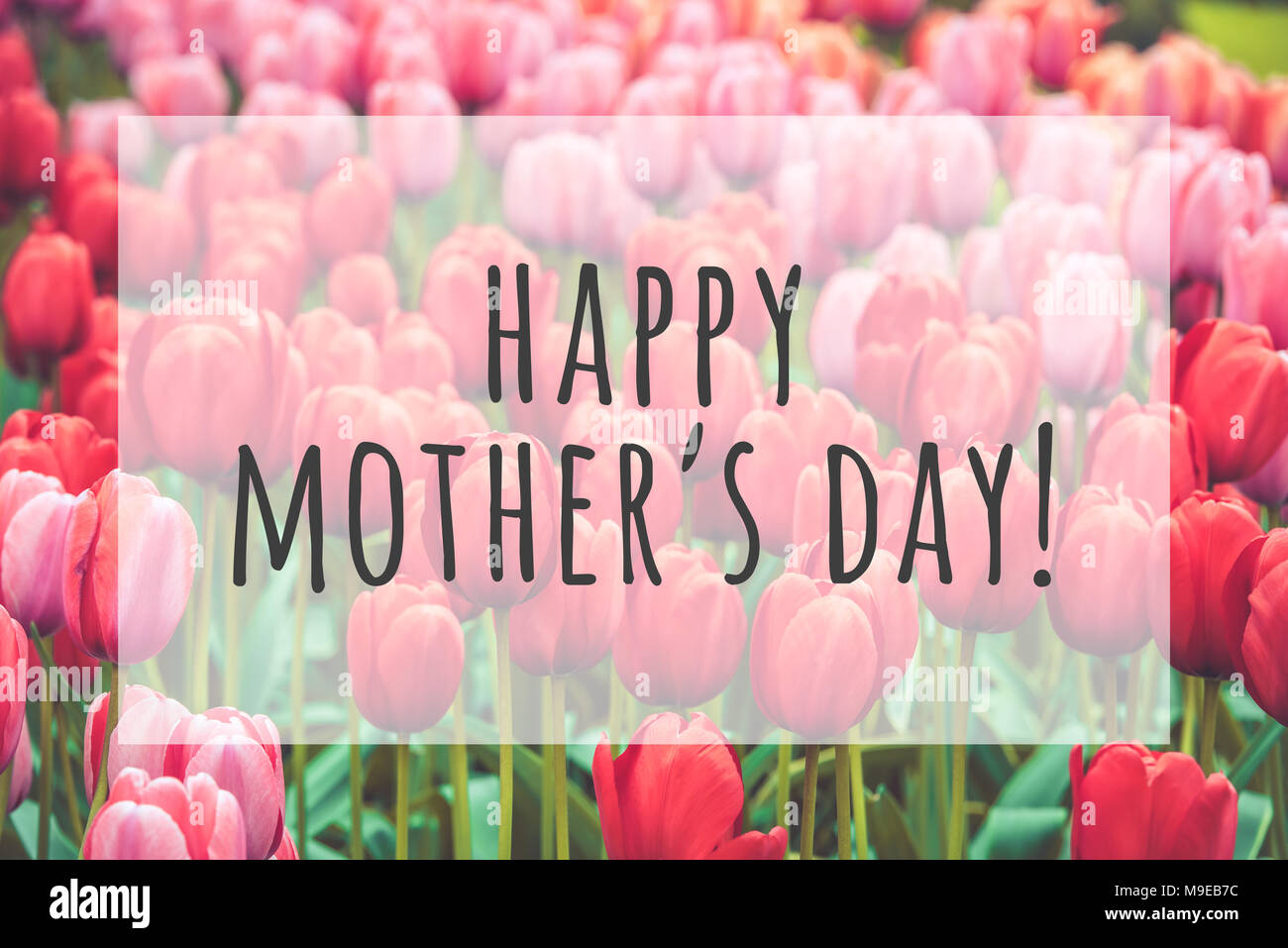 Happy mothers day text on blurred flowers background Stock Photo - Alamy