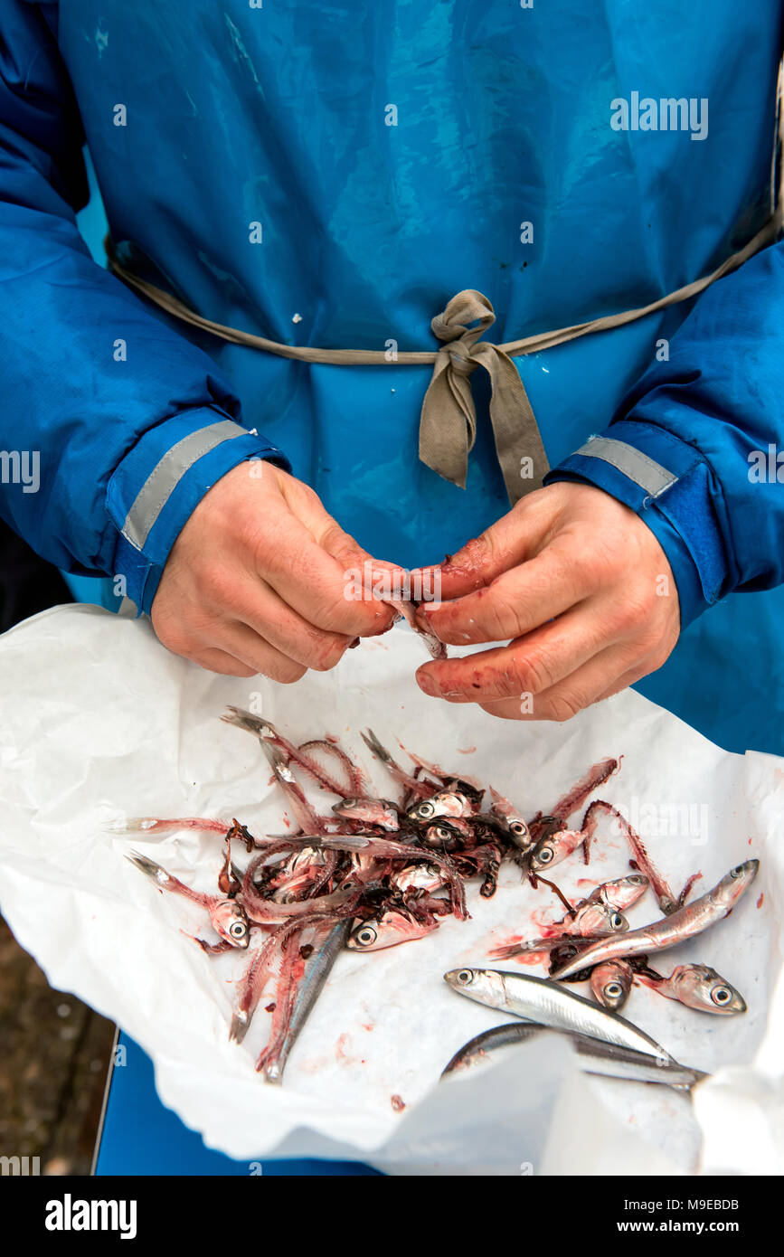Man wearing blue apron cleaning anchovies fish in close up Stock Photo
