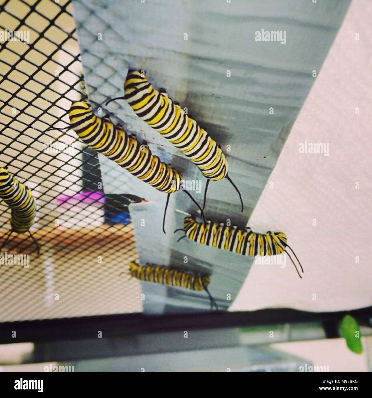 Monarch Caterpillars in Florida Stock Photo Alamy