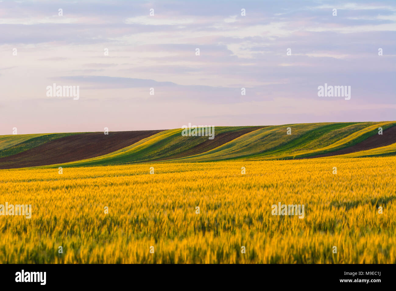 Yellow wheat field and green grass, agricultural parcels different