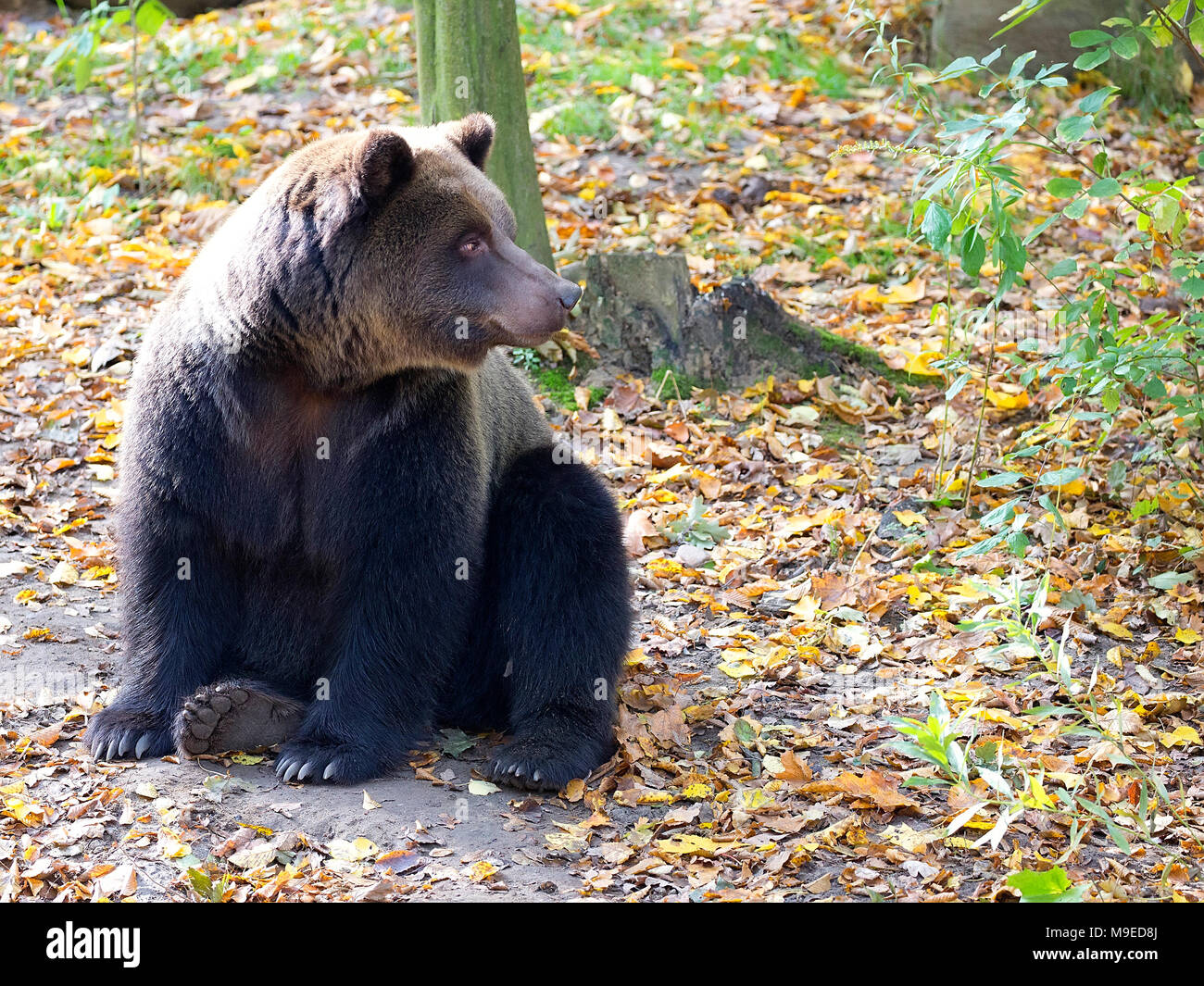 Brown bear in the forest Stock Photo - Alamy