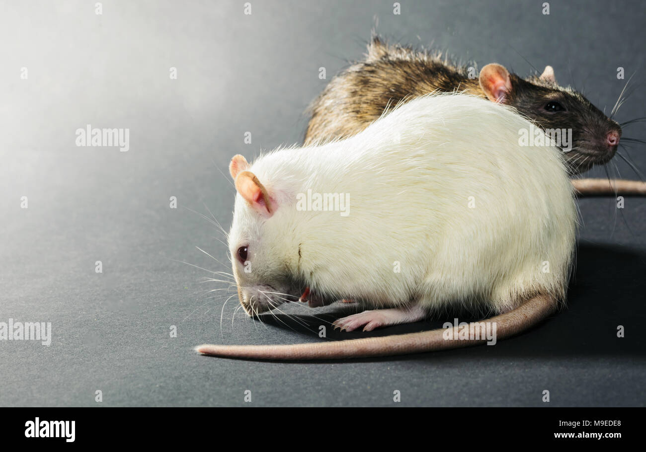 white and gray rats on a black background Stock Photo Alamy